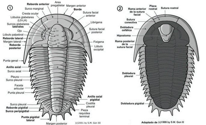 trilobites_esquema